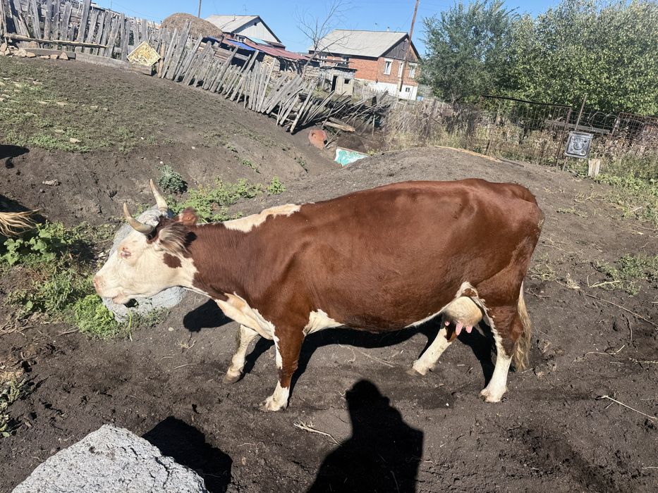 Продам корову мясную