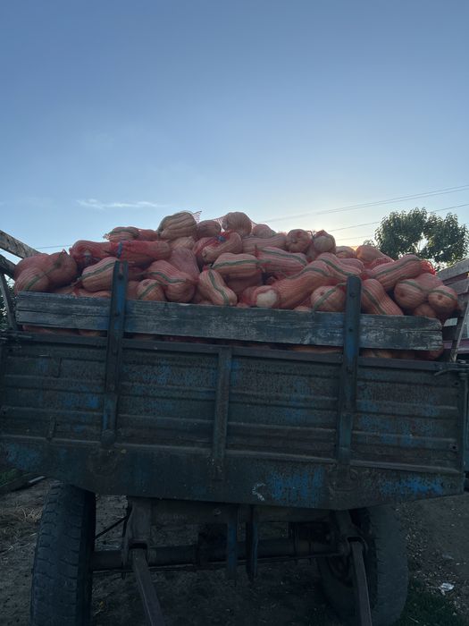 Vand dovleci de placinta , lungi si rotunzi