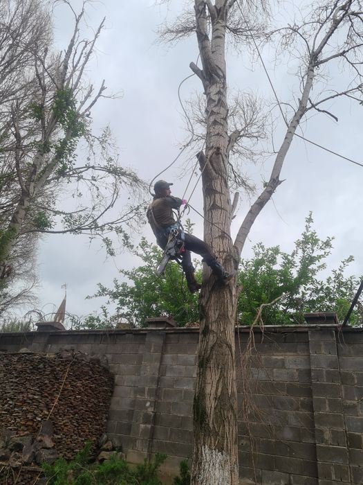 Спил деревьев обрезка плодовых