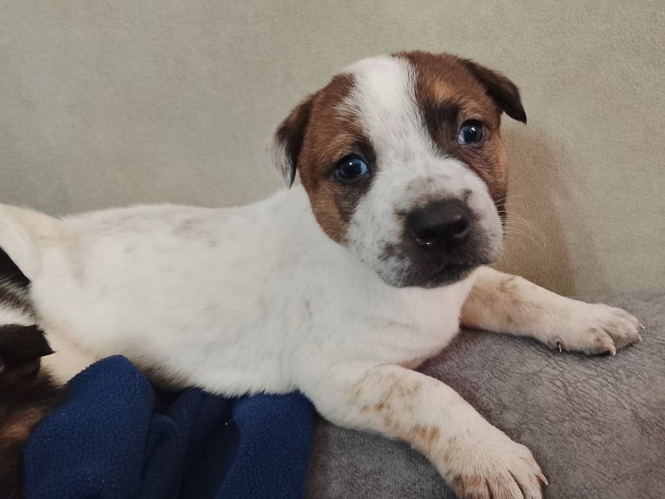 Дворянины щенки ждут любящих хозяев