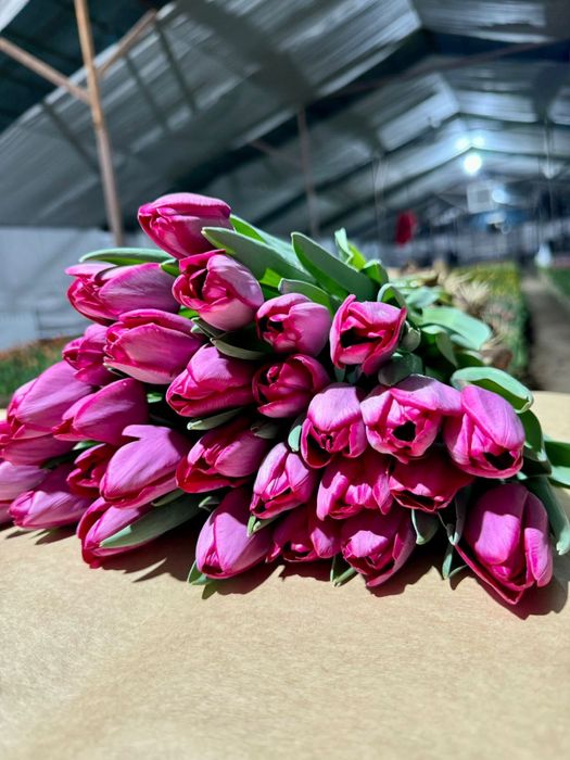 Тюльпаны на 8 марта по 400 тг