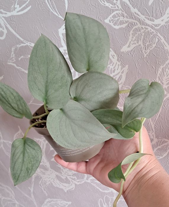 Цветы комнатные  .