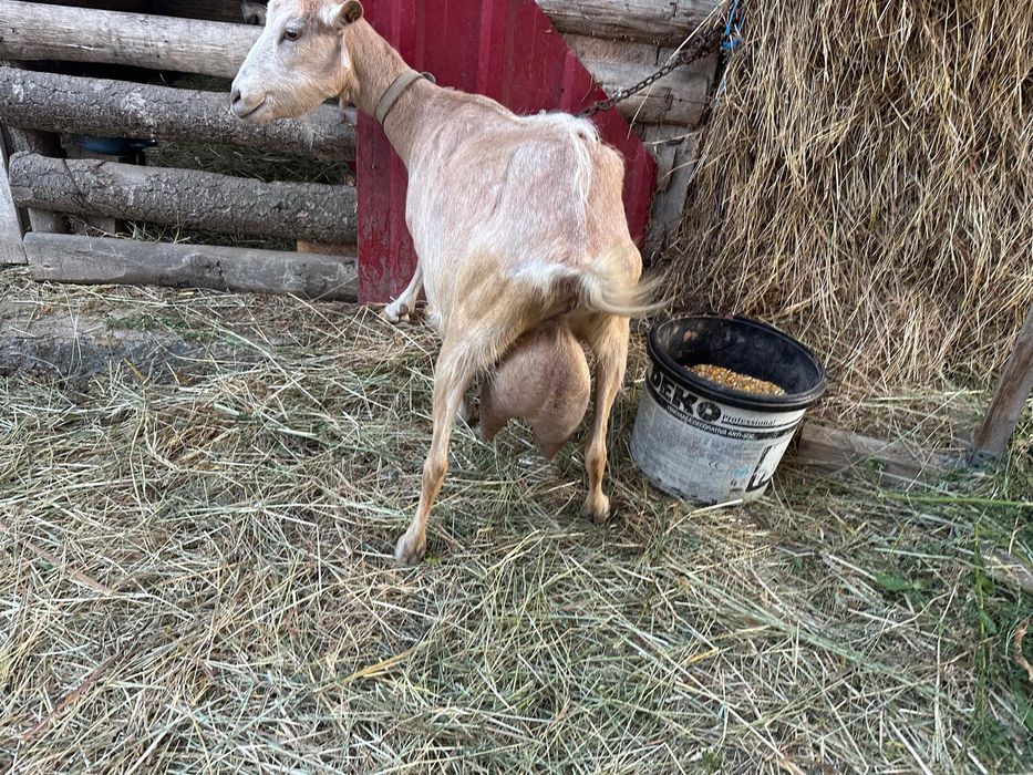 Vând capre alpine metis