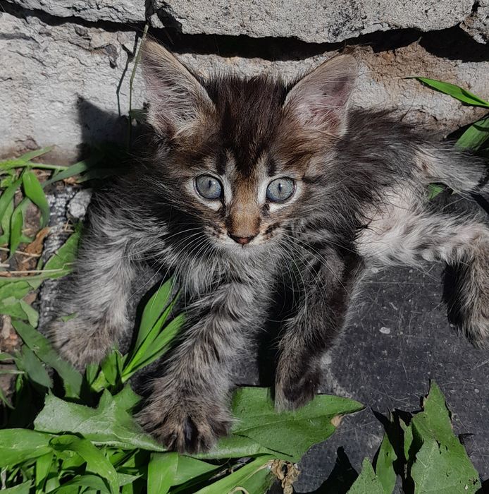 Котята. Раздаём. Доставим.