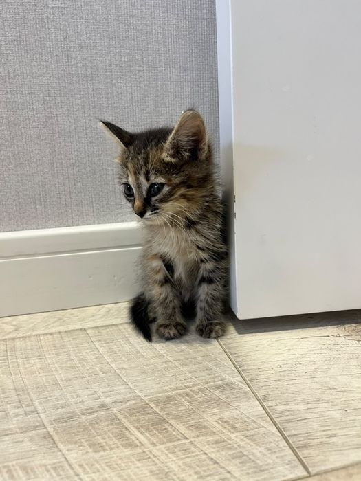 Отдадим котенка в хорошие руки