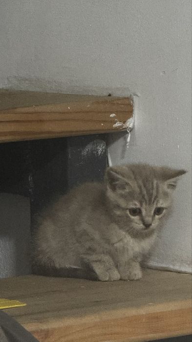 Котята мальчики и девочки 1000 тг