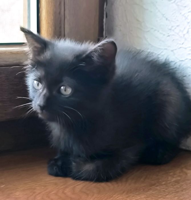 Котенок девочка ищем дом