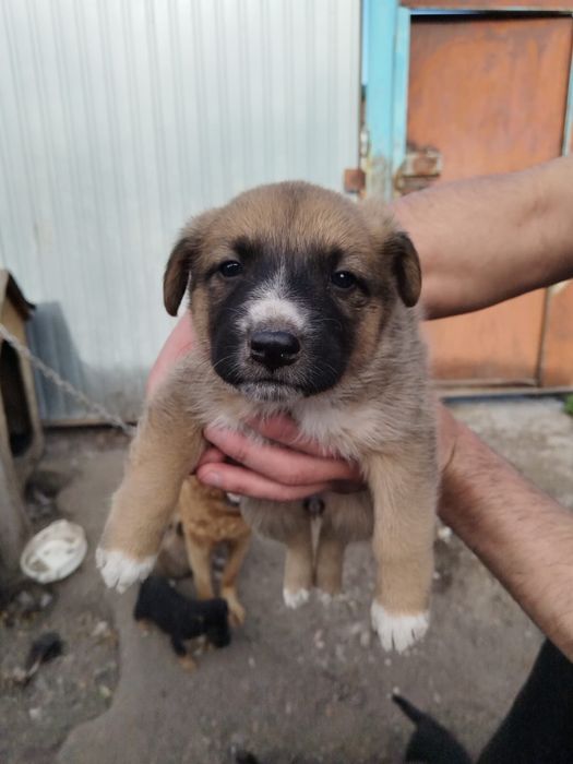 Щенки           .