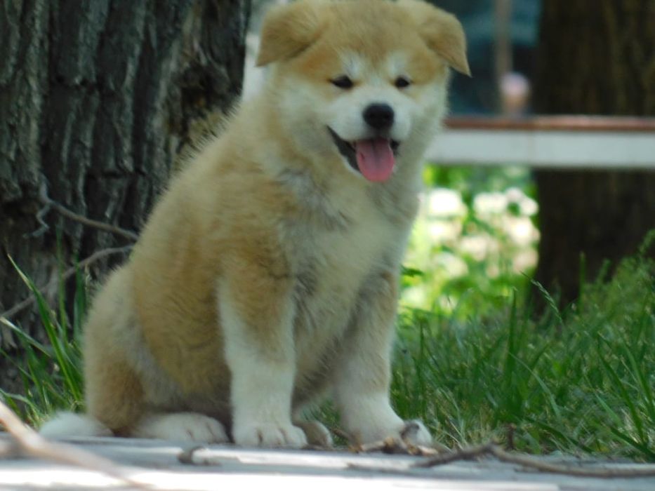Щенки Японской Акита Ину (Хатико)