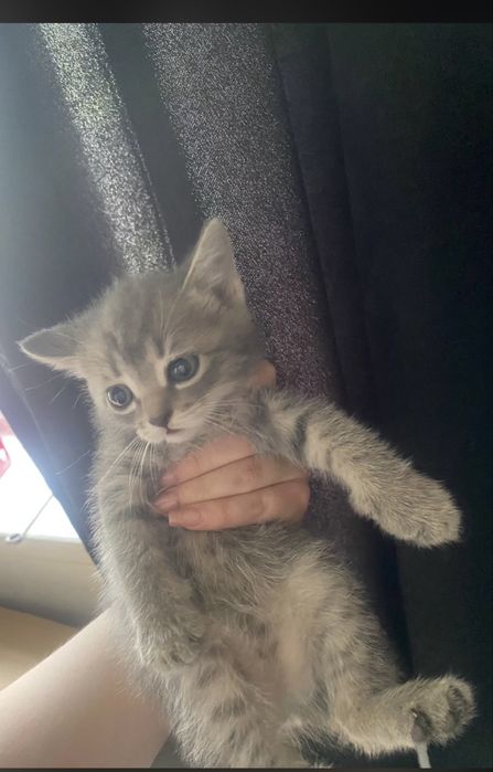 Котята бесплатно
