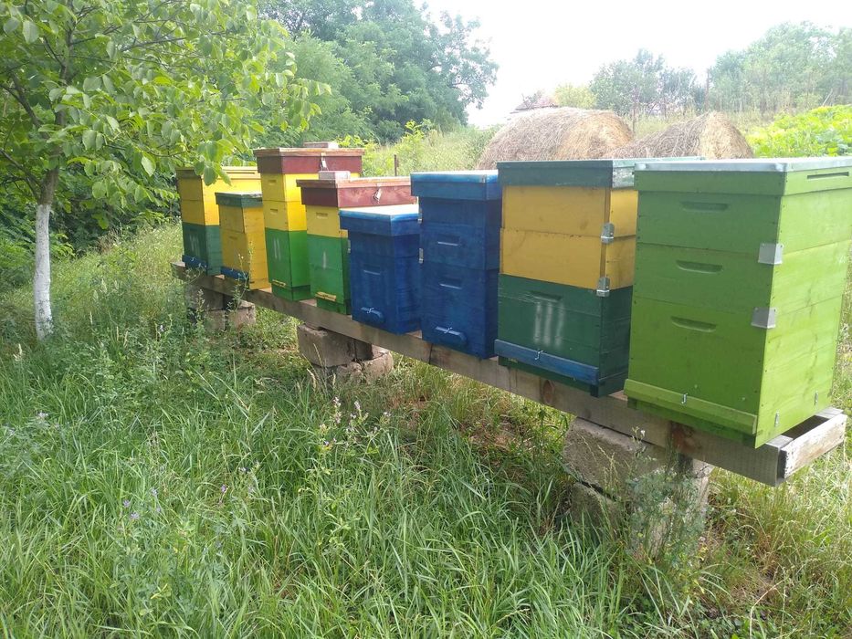 lazi / stupi de albine