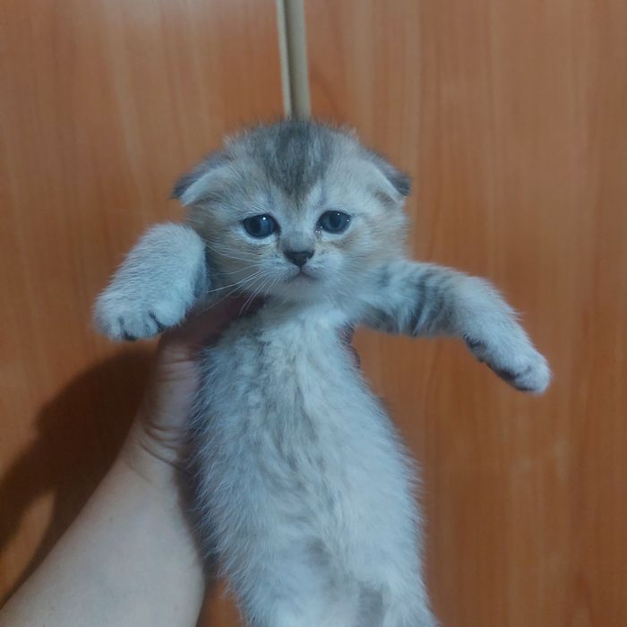 Мама мраморни шиншила папа золотой  шиншила