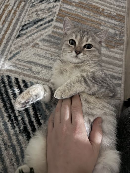 Котик 4 месяц полубританец