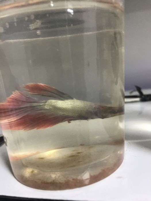 Юбки петушки разного цвета