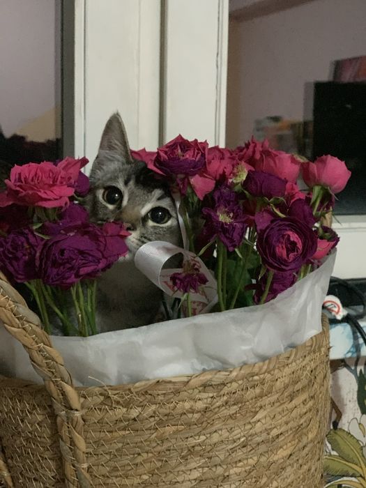 отдам котенка в добрые руки