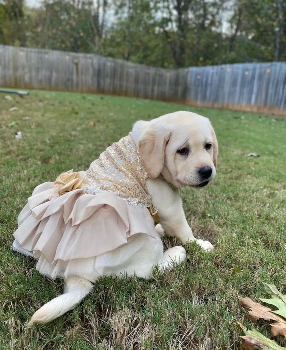 Красивейшие Щенки Лабрадора