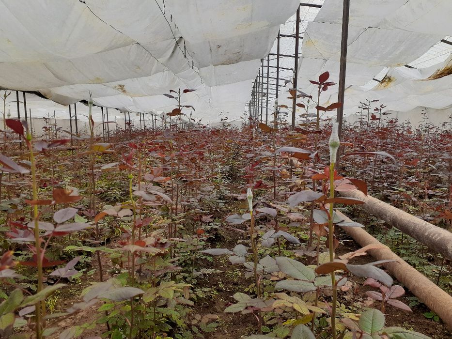 Atirgul ko'z ko'chatllari sotamiz issixonaga ekish uchun