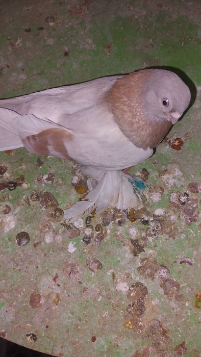 Голуби тасман голубка кептер