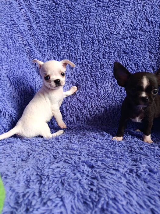 Чихуахуа мини щенки