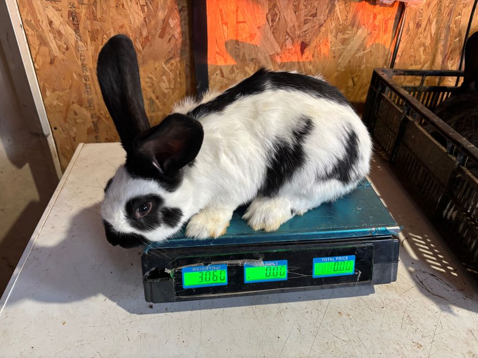 Iepuri fluture german