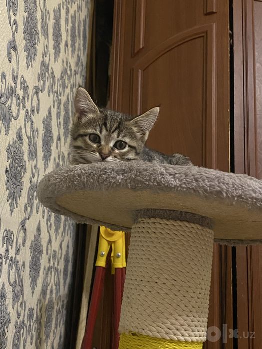 отдам котенка ДАРОМ