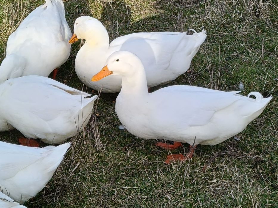 Vând rate rasa Pekin