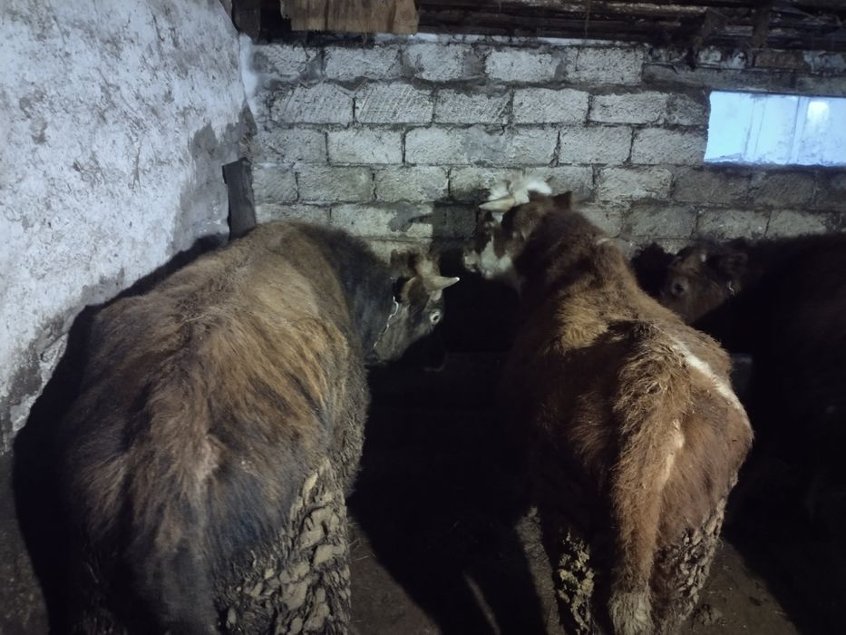 төрт бас бұқа бордақы