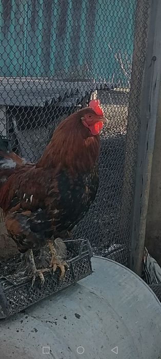 Продам петухов  породистые