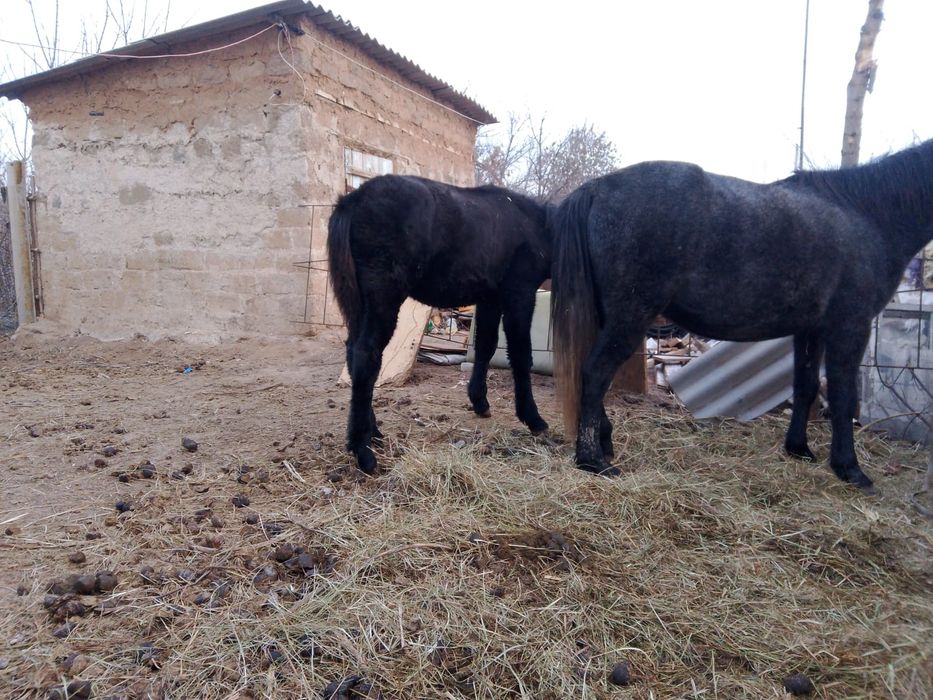 Продам жеребёнка (жеребчик)