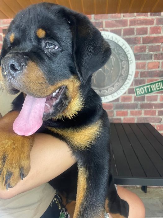 Pui Rottweiler mascul cu pedigree