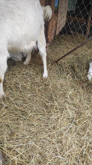 Se vind capre Saanen