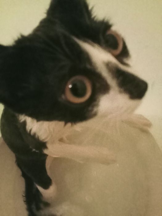 милый кот мальчик