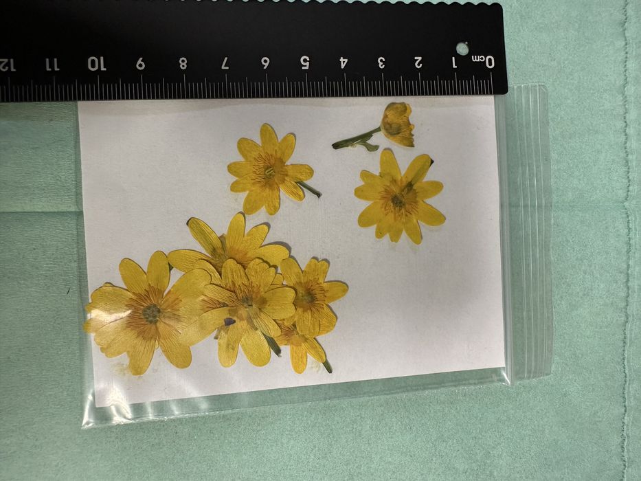 Сухоцветы для рукоделия