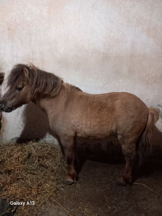 Vând ponei armăsar