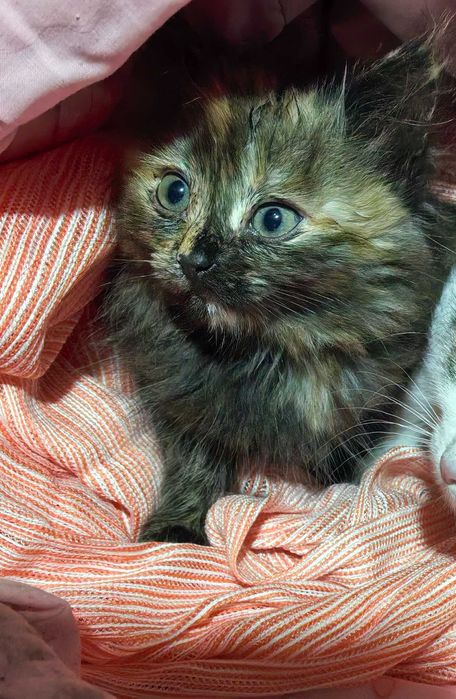 Срочно отдам котят в хорошие руки