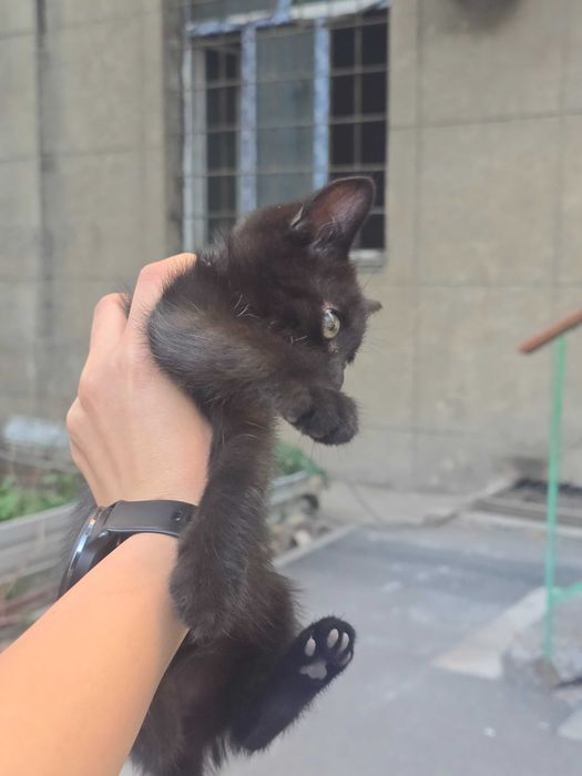 Котята и мама кошечка