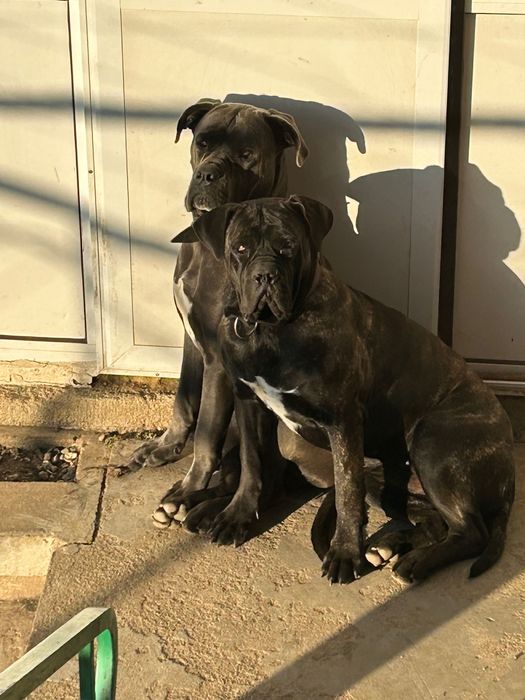 Малки кучета Кане Корсо