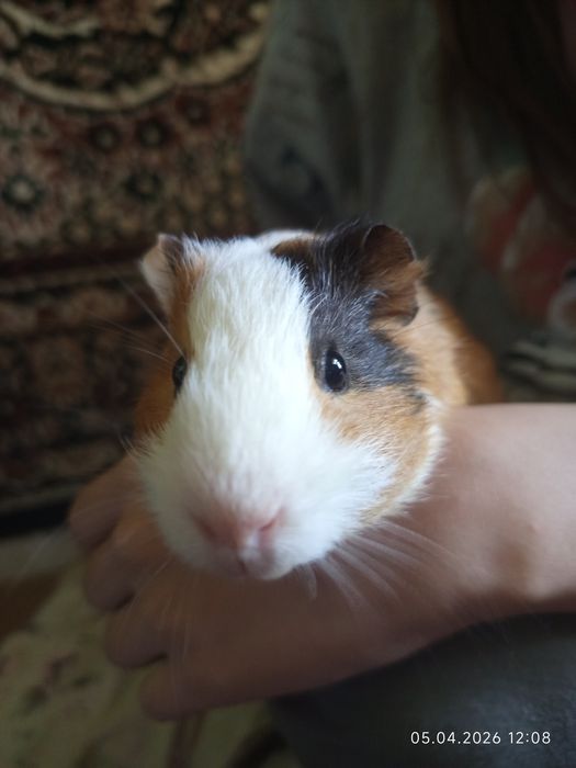 Морская свинка продам в хорошие добрые руки