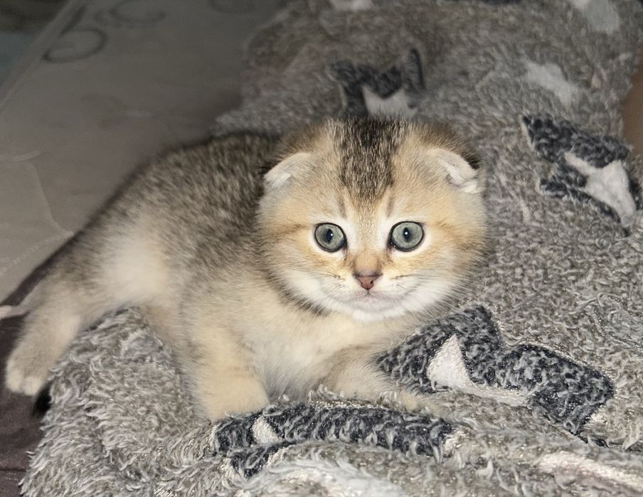 Продам котенка шотланского