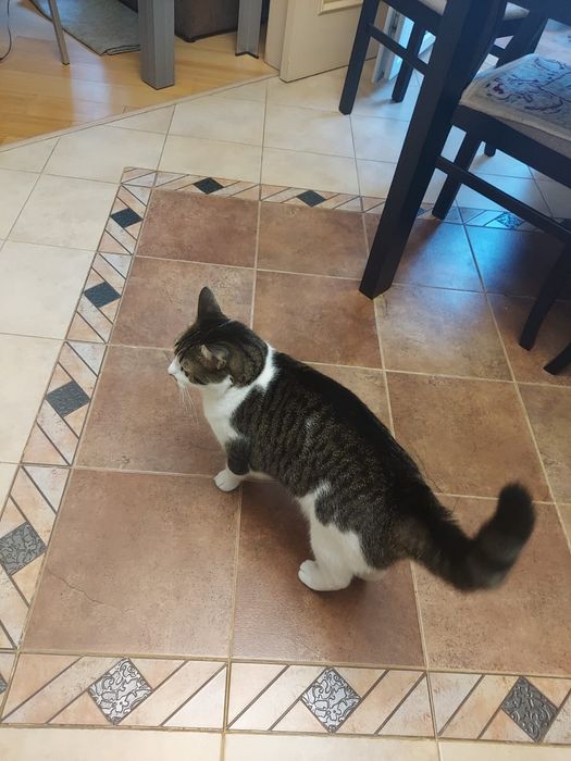 Котик отдам даром
