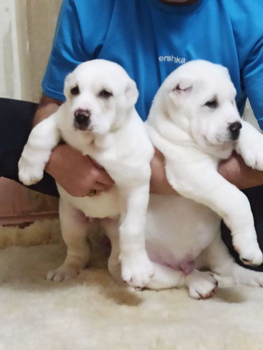 Шеночки алабаев чистокровные