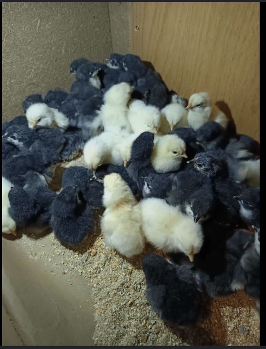 Pui Australorp negru și alb
