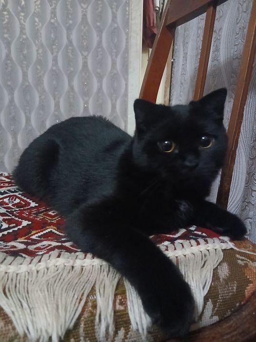 Отдам кошку в добрые руки