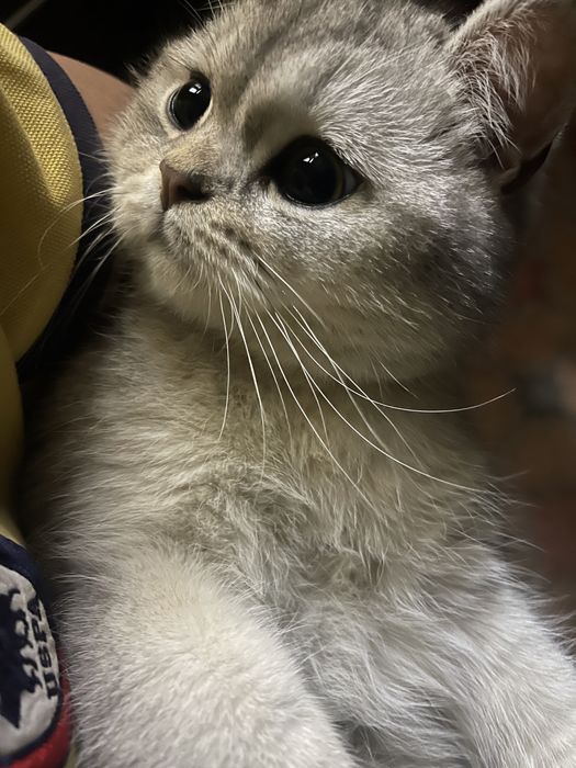 Британская серебристая шиншилла вязка