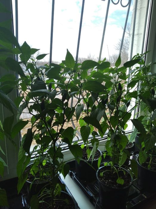 Продам комнатный горький перчик