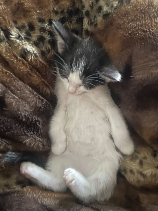 Отдам котят в ъорошые руки