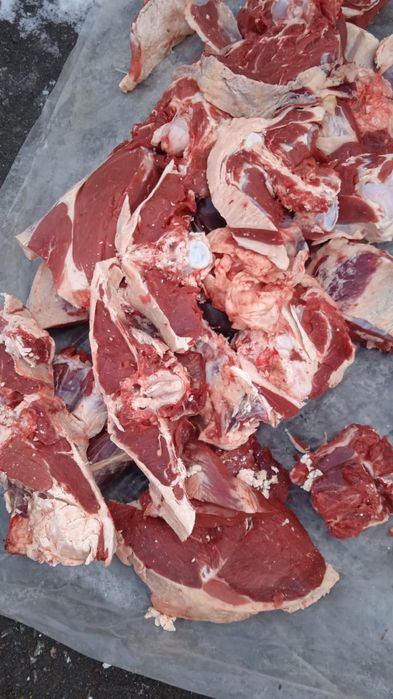 Мясо Говядина ,қашар достовка бесплотна