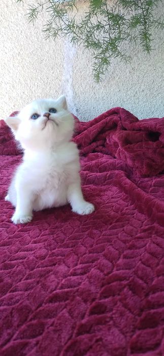 Pui pisica british shorthair chinchila silver rasa pura