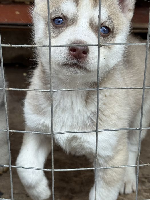 Продам хаски бежевая