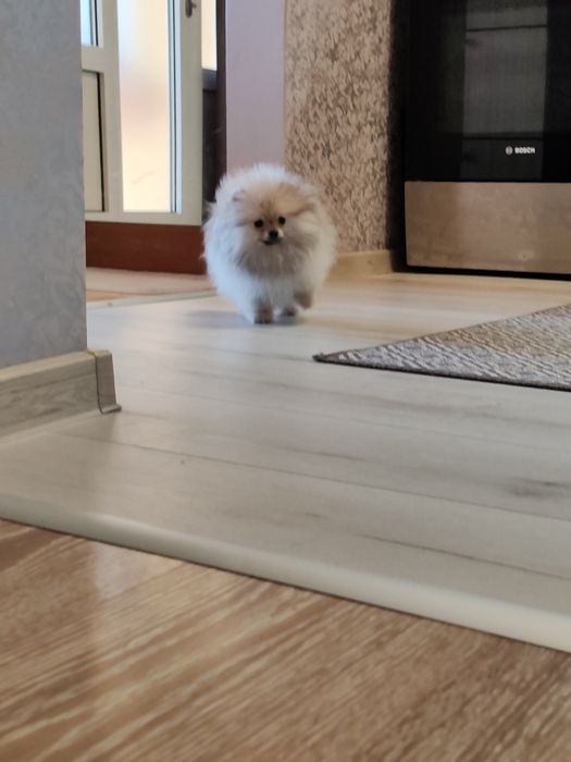 Померан мини  мъжки